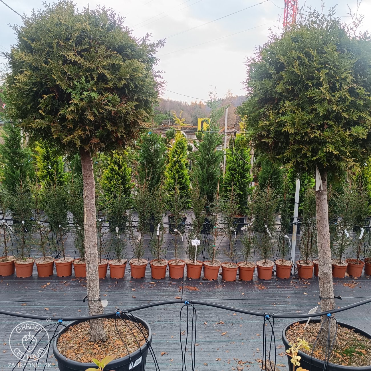 Obrázok Tuja západná (Thuja occidentalis) ´BRABANT´ - výška 200-220 cm, kont. C90L - NA KMIENKU